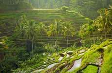 Ubud, Goa Gajah and Central Bali Tour